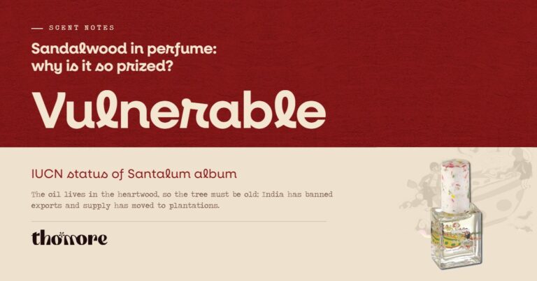Thomore card: sandalwood in perfume, why it is so prized