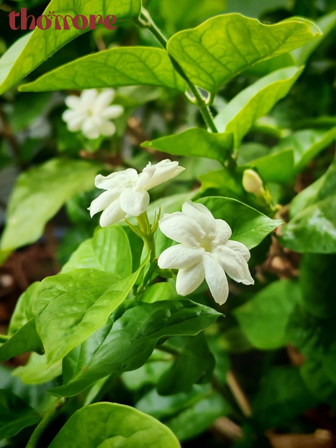Nước Hoa Hương Hoa Nhài – Mùi Hương Tinh Tế, Quyến Rũ Khiến Ai Cũng Say Mê 2 Thông tin sơ lược về nước hoa hoa nhài