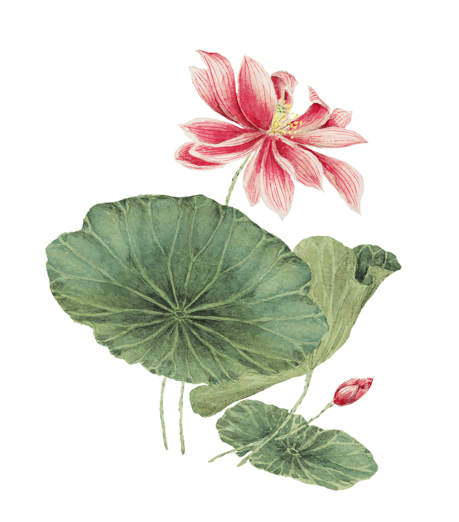 lotus section triet ly nuoc hoa noavif.png