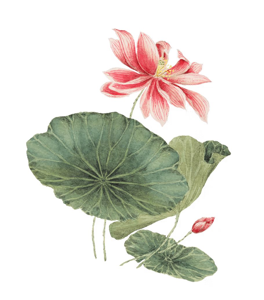 lotus section triet ly nuoc hoa noavif.png